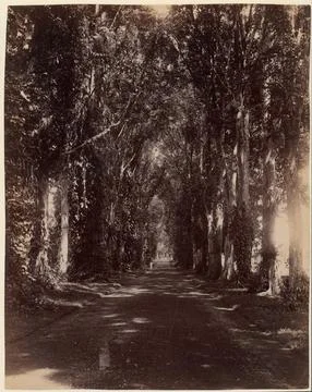 Buitenzorg Allie, Java 1860s70s Unknown. Buitenzorg Allie, Java  264599 Stock-Fotos