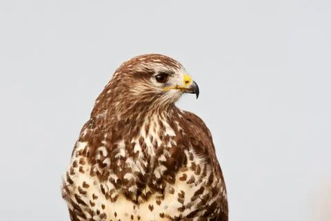 Buizerd, Common Buzzard, Buteo buteo Stock Photos