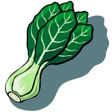 Buk Choy Stock Illustration