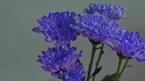 Buket Stock Footage 280484068