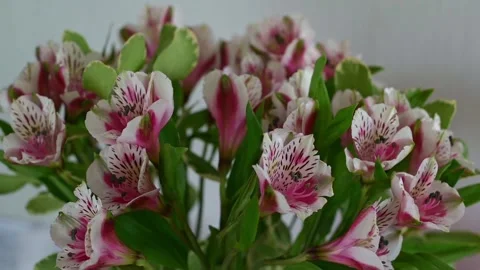 Buket Stock Footage 280484070