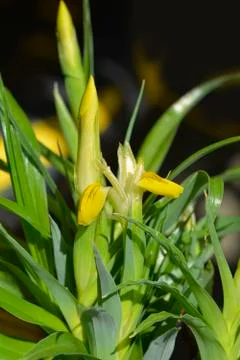 Bukhara iris Stock Photos