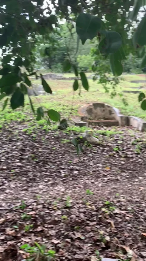 Bukit Cina Cemetery in Malacca Vidéo 343552566