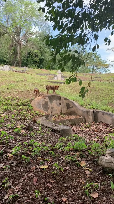 Bukit Cina Cemetery in Malacca Stock Footage 343552599