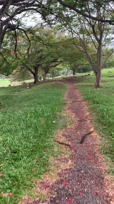 Bukit Cina Cemetery walk in Malacca Stock-Footage 343552601