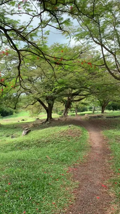 Bukit Cina Cemetery walk in Malacca Видео 343552604