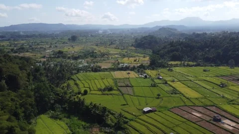 Bukit Cinta rice fields in Bali Stock Footage 257202102