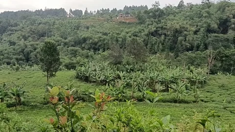 Bukit Perkebunan Teh Stock Footage 213246746