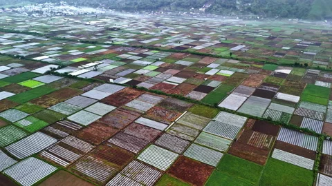 Bukit Selong Patchwork Fields Aerial Stock Footage 313256346