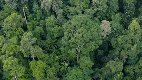 Bukit Timah Forest Park Stock Footage 107008904
