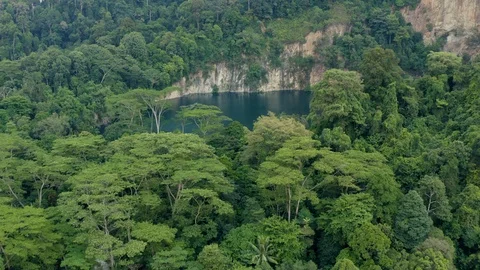 Bukit Timah Forest Park Stock Footage 107010710