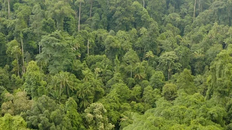 Bukit Timah Forest Park Stock Footage 107012297
