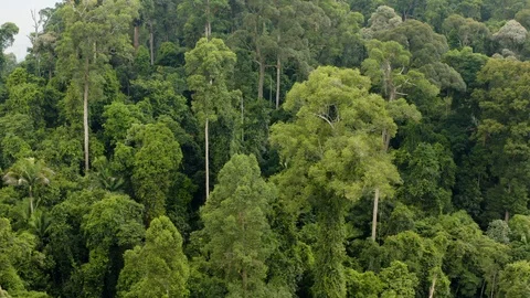 Bukit Timah Forest Park Stock Footage 107014405