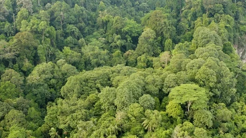 Bukit Timah Forest Park Stock Footage 107014510