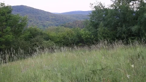 Bükk forest in northeastern Hungary Video stock 50805031