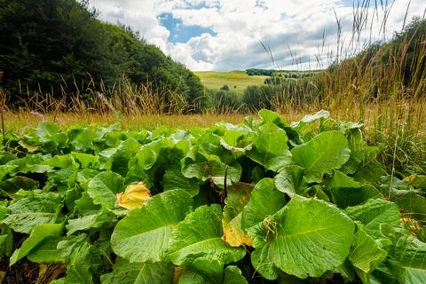 Bukowe Berdo path in Bieszczady Stock Photos