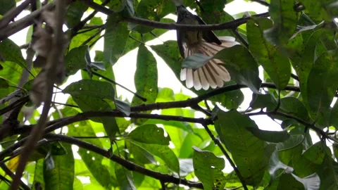 Bul bul bird searching on mango tree Stock Footage 277025988