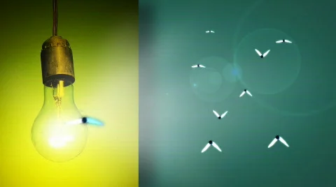 Bulb and Moths  Stock-Footage 536360