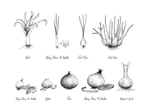 Bulb and Stem Vegetable, Illustration Hand Drawn Sketch Fresh Elephant Garlic Stock Illustration