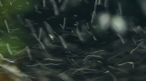 The Bulb Effect in the Aquarium Stock Footage 32150023