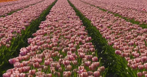 Bulb field, endless rows of pink tulips Stock Footage 97323733