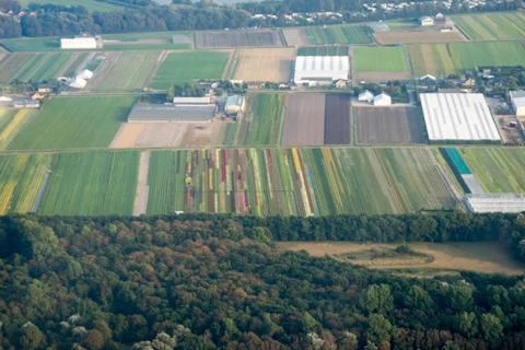 Bulb fields Stock Photos