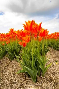 Bulb fields with tulips in Burgervlotbrug Stock Photos