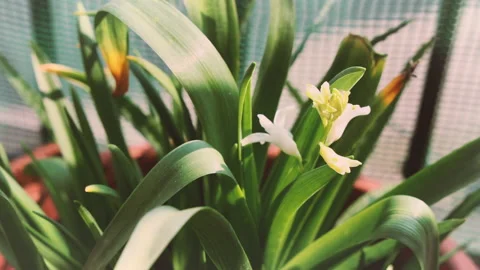 Bulb flower growing Stock-Footage 151926445