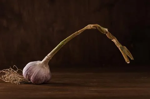 Bulb of fresh garlic on the table Fotos de archivo