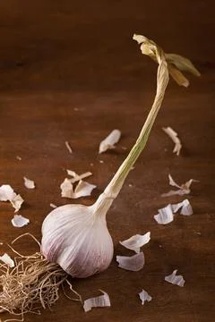 Bulb of fresh garlic on the table 스톡 사진