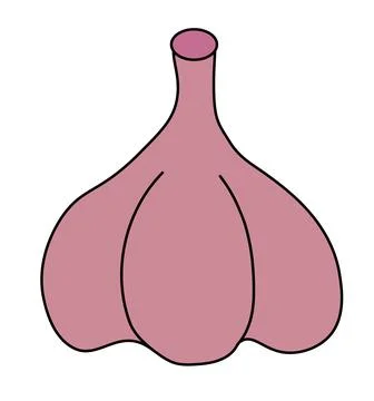 Bulb Garlic isolated on white background. Vector flat illustration. Stock Illustration