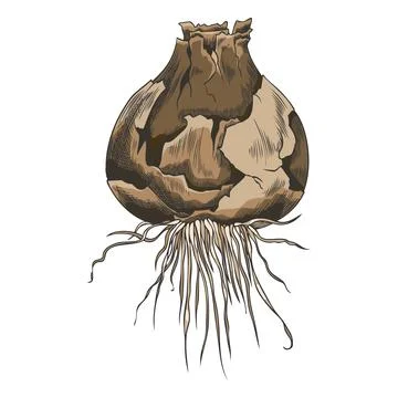 Bulb of hyacinth flower with shell and roots vector sketch, hand drawn brown Illustrazione stock