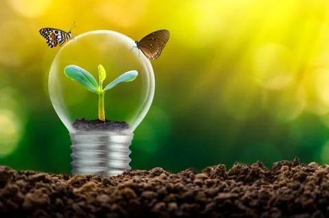 The bulb is located on the inside with leaves forest and the trees are in the Stock Photos
