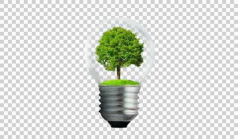 The bulb is located on the inside with leaves forest and the trees are in the Foto stock