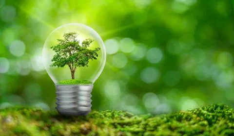 The bulb is located on the inside with leaves forest and the trees are in t.. Stock Photos