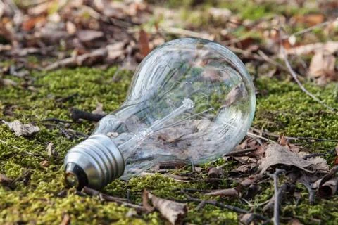Bulb on moss Foto stock