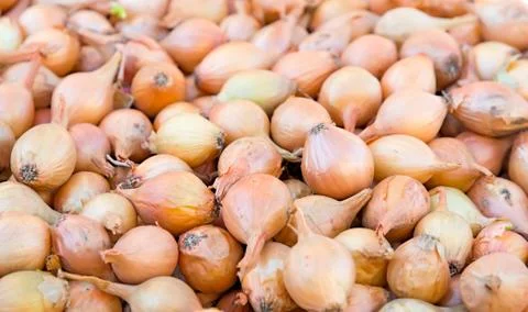 Bulb onion. Stock Photos