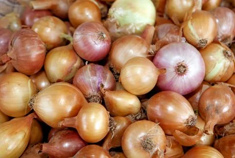 Bulb onions Stock Photos