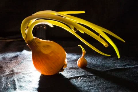 Bulb onions Stock Photos
