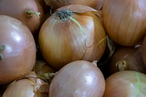 Bulb onions. Stock Photos