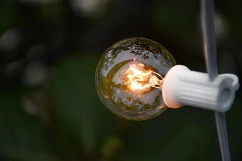 The bulb Stock Photos