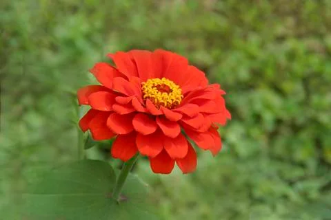 Bulb of Red Petals Stock Photos
