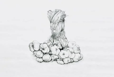 Bulb &amp; Stem Vegetable, Illustration of Hand Drawn Sketch of A Dried Garlic Bu Stock Illustration