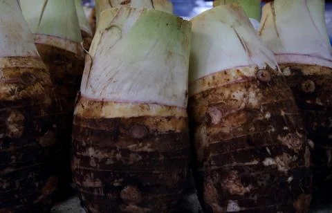 Bulb of taros. Foto stock