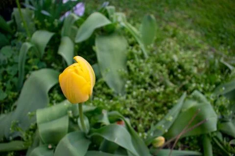 The Bulb of a Yellow Tulip Sitting in a Patch of Fresh Green Plants Stock Photos