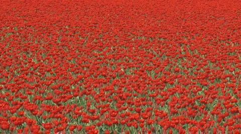 Bulbfield red tulips fullscreen Stock Footage 3779542