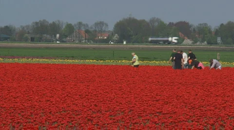 Bulbfields red tulip people working Stock-Footage 3605118