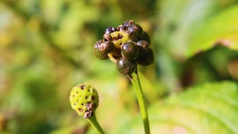 Bulbils on a green stem in the Fall Stock Footage 143032053