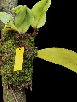 Bulbophyllum macranthum Stock Photos