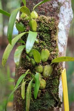 Bulbophyllum macranthum Stock Photos